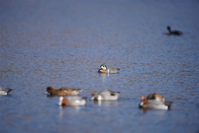 gGK,Baikal Teal