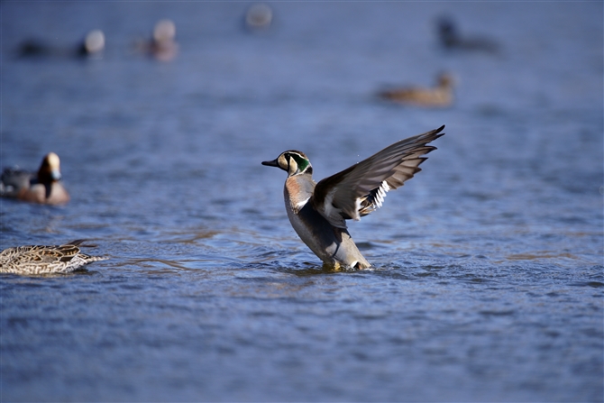 gGK,Baikal Teal