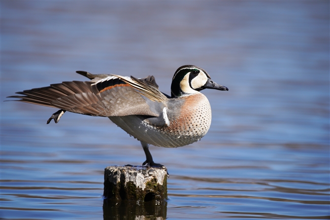 gGK,Baikal Teal