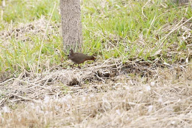 qNCi,Ruddy-brested Crake