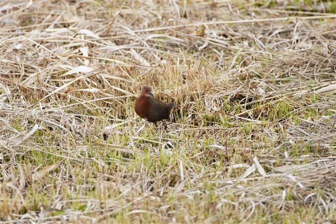 qNCi,Ruddy-brested Crake