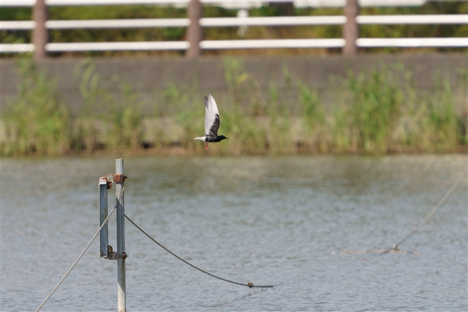 nWNnAWTV,White-winged Black Tern