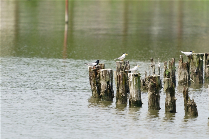 nWNnAWTV,White-winged Black Tern