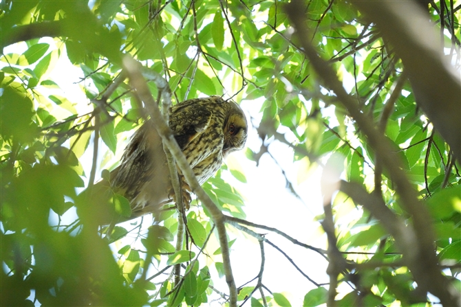 gtYN,Long-rared Owl