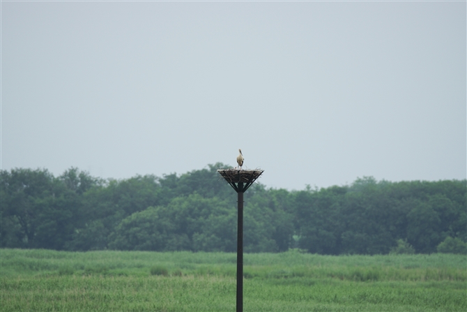 REmg,Oriental Stork