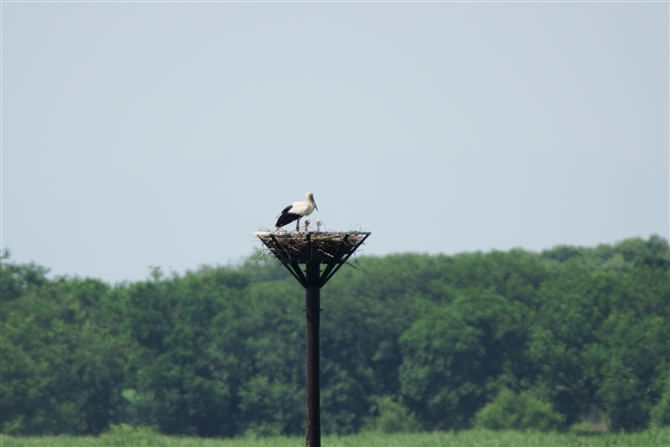 REmg,Oriental Stork