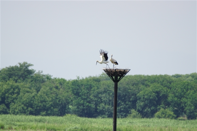 REmg,Oriental Stork