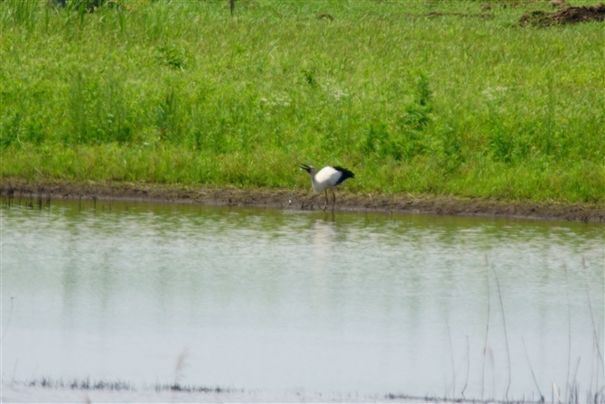 REmg,Oriental Stork