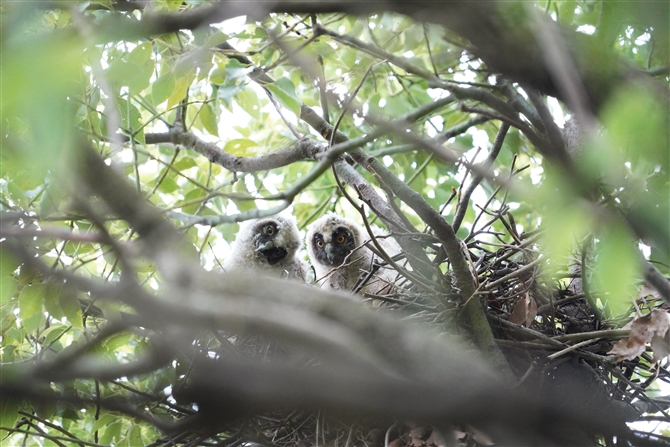 gtYN,Long-rared Owl