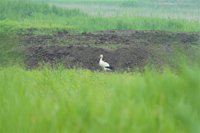 REmg,Oriental Stork