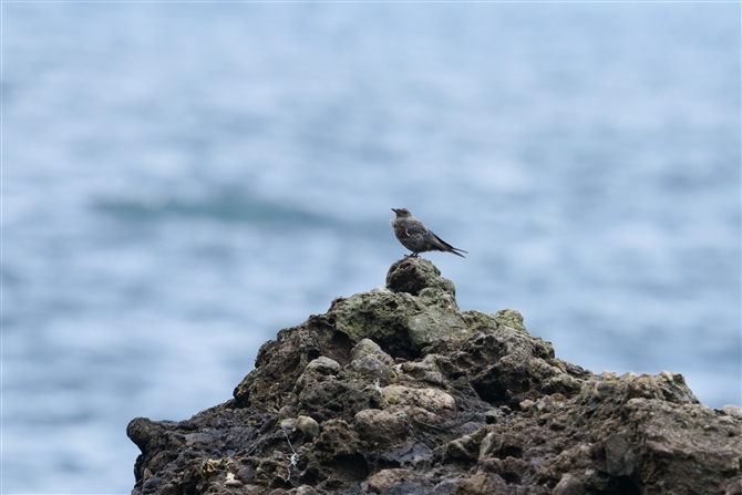 C\qh,Blue Rock Thrush