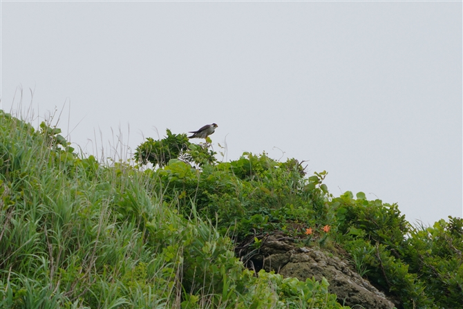 nuT,Peregrine Falcon