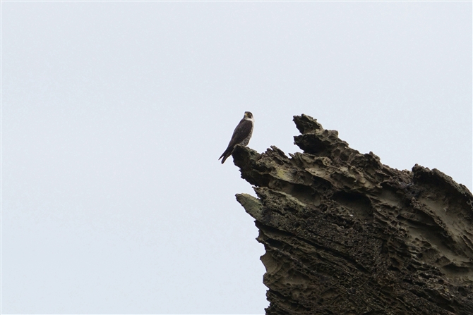 nuT,Peregrine Falcon