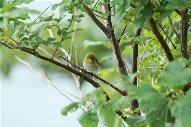 W,Japanese White-eye