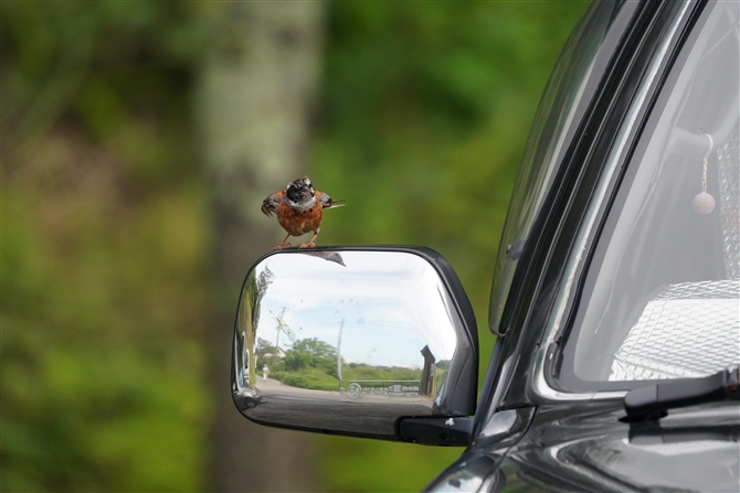 zEW,Meadow Bunting