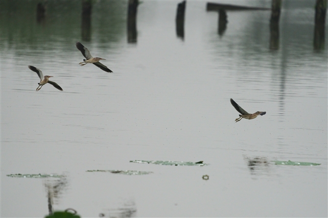 VSC,Yellow Bittern