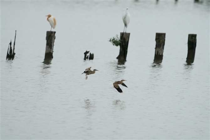 VSC,Yellow Bittern