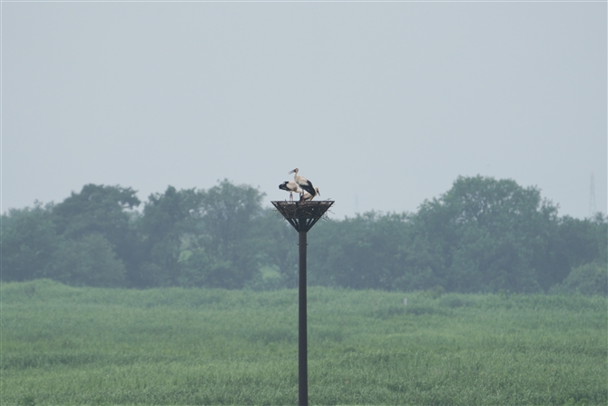 コウノトリ,Oriental Stork