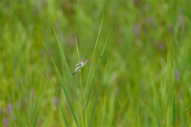 コヨシキリ,Black-browed Reed Warbler