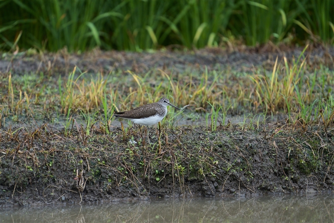 NTVM,Green Sandpiper