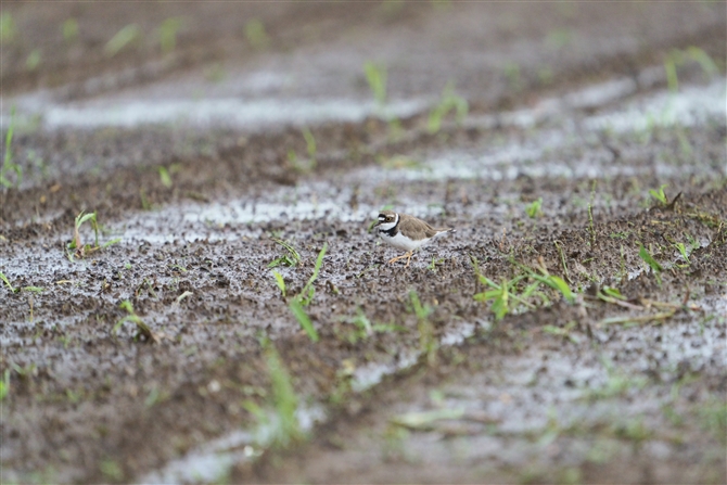 R`h,Little Ringed Plover