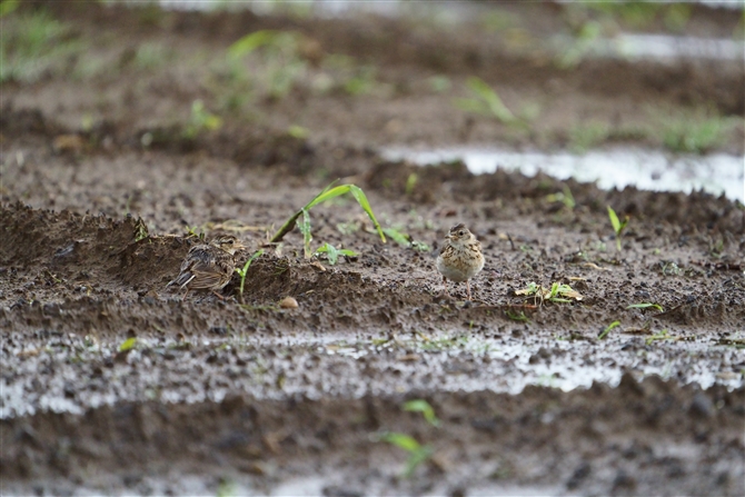 qo,Eurasian Skylark