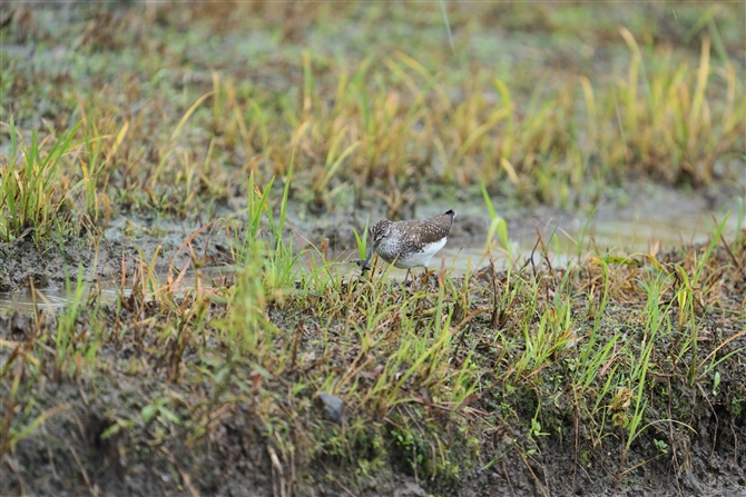 NTVM,Green Sandpiper