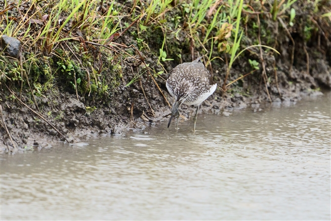 NTVM,Green Sandpiper