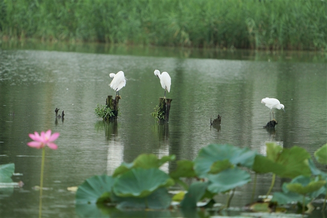 RTM,Little Egret