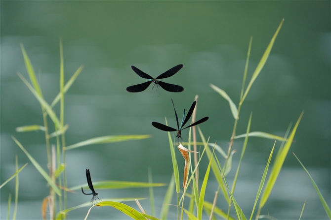 nOg{,Calopteryx atrata