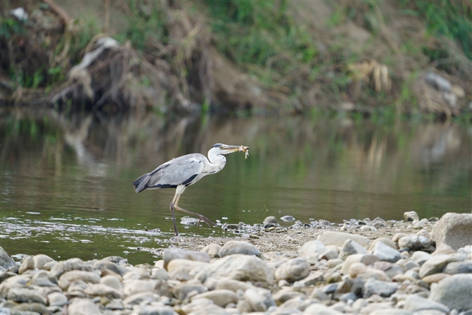 AITM,Grry Heron