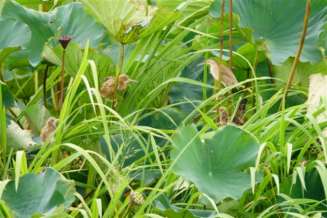 VSC,Yellow Bittern