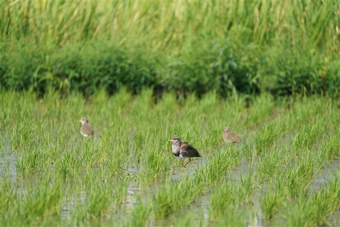 P,Grey-headed Lapwing