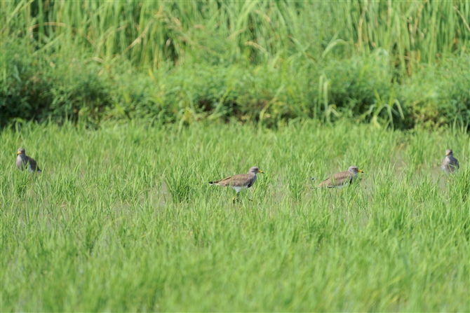 P,Grey-headed Lapwing