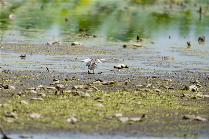 gEl,Red-necked Stint