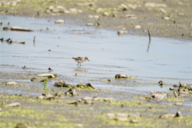 AJEYVM,Pectoral Sandpiper