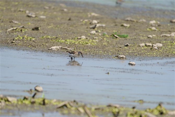 LAC,Broad-billed Sandpiper