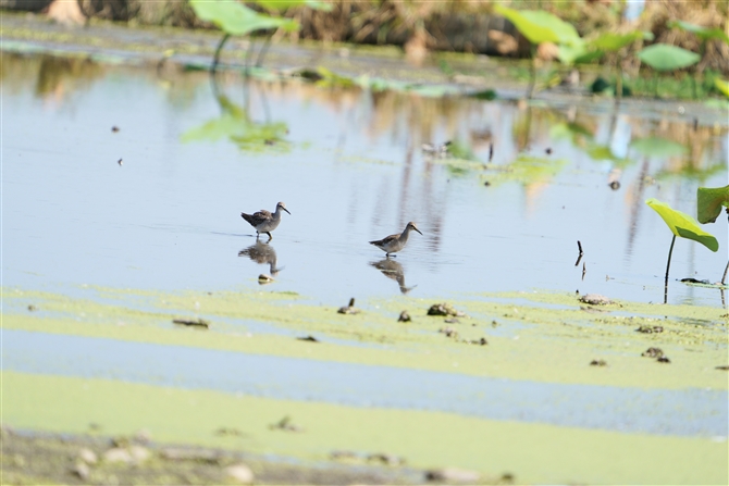 ^JuVM,Wood Sandpiper