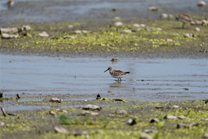 LAC,Broad-billed Sandpiper