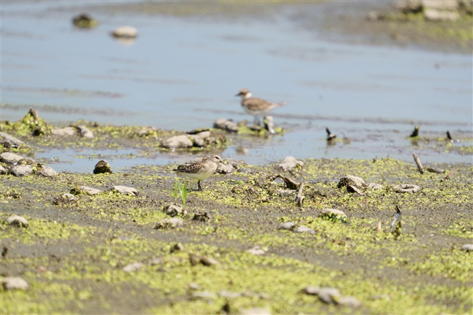 gEl,Red-necked Stint