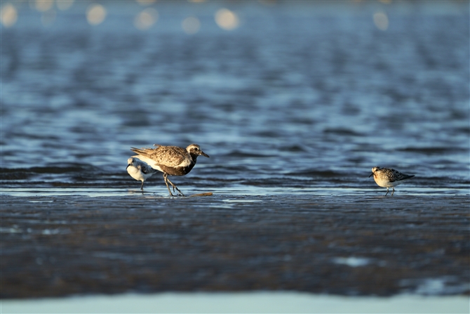 _C[,Grey Plover