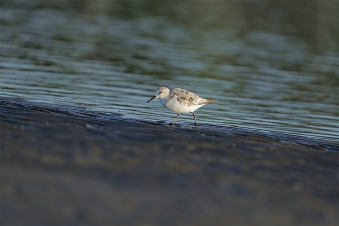 ~rVM,Sanderling