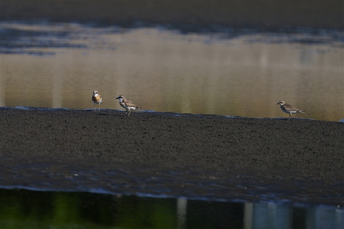 _C`h,Lesser Sand Plover