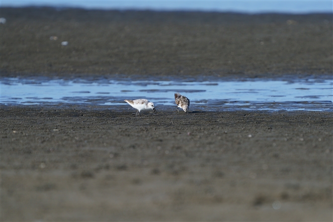 ~rVM,Sanderling