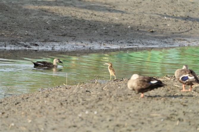 VSC,Yellow Bittern