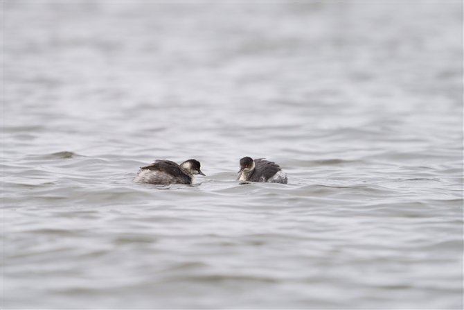 nWJCcu,Black-necked Grebe