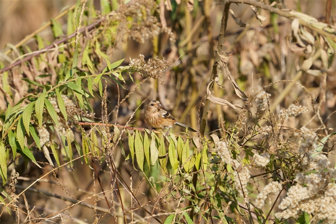 ベニマシコ,Long-tailed Rosefinch