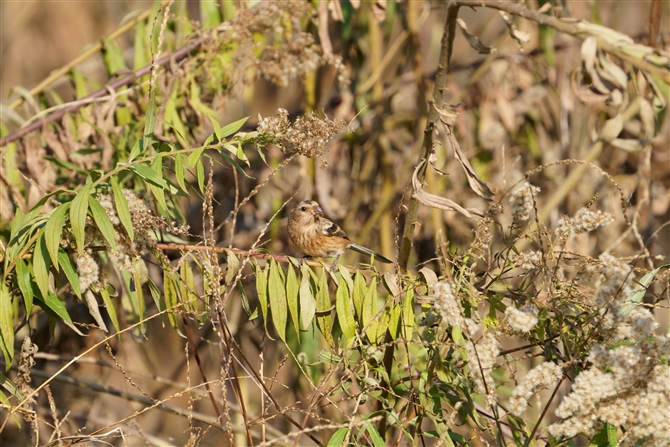 xj}VR,Long-tailed Rosefinch