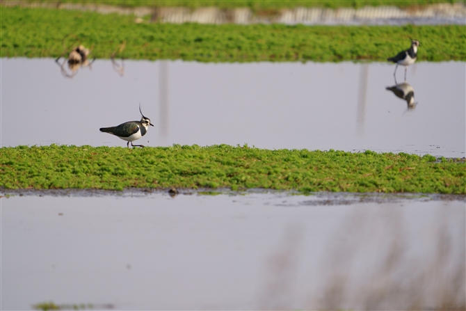 ^Q,Northern Lapwing