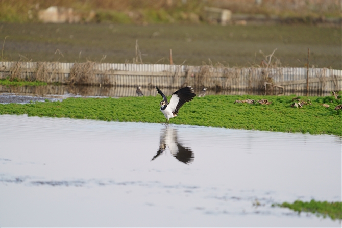 ^Q,Northern Lapwing